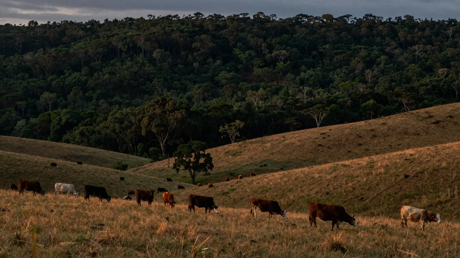 Cattle grazing on rolling hill pastures at the edge of the bush