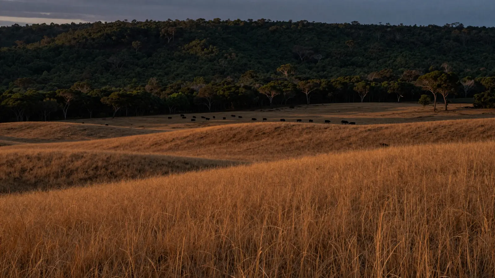 Cattle grazing far off across a golden field of long grass at dusk