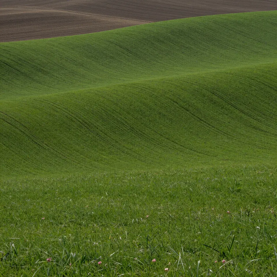A smooth green field sloping away under soft light