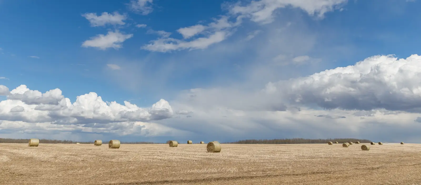 Round hay bales on a harvested field under big clouds near Lacombe, Alberta